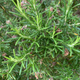 Rosemary plant to make essential oil