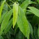 Agarwood leaves in Vietnam to make essential oil