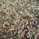 Agardwood Chips - these are the quality of the chips that go into the still. The dark shiny wood you see is sold as-is.