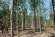 Agarwood Essential Oil, Farmed, Laos