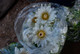 Lotus Absolute, White, India