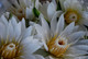 Lotus Absolute, White, India