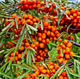 Sea Buckthorn