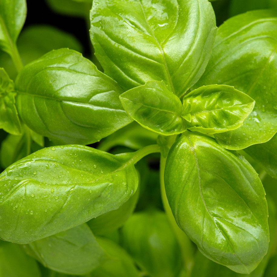 Basil leaves for Enfleurage organic essential oil