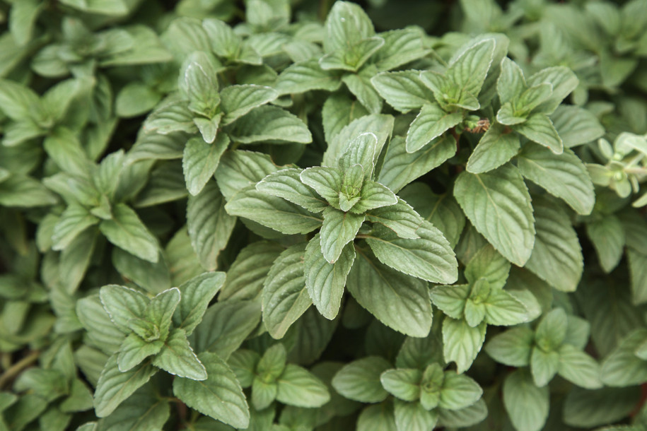 Bergamot Mint