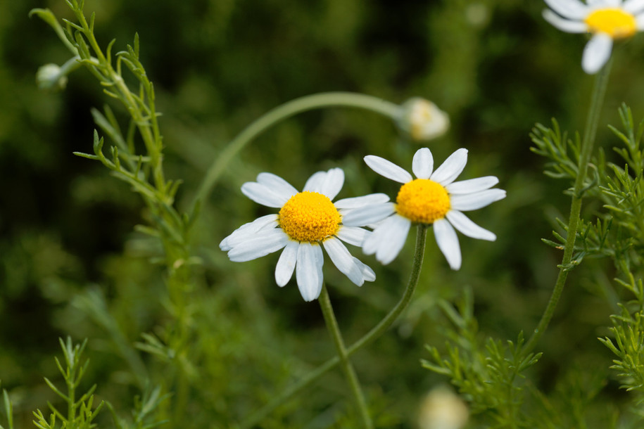 Chamomile, Roman Essential Oil, England