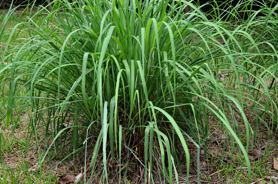 Citronella