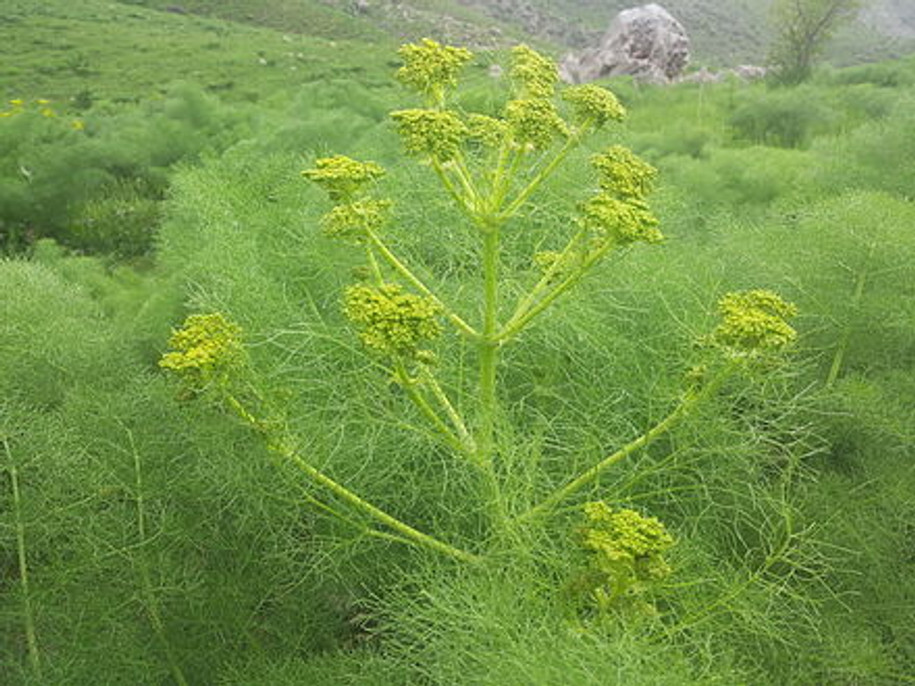 Galbanum