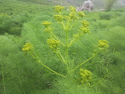 Galbanum Essential Oil