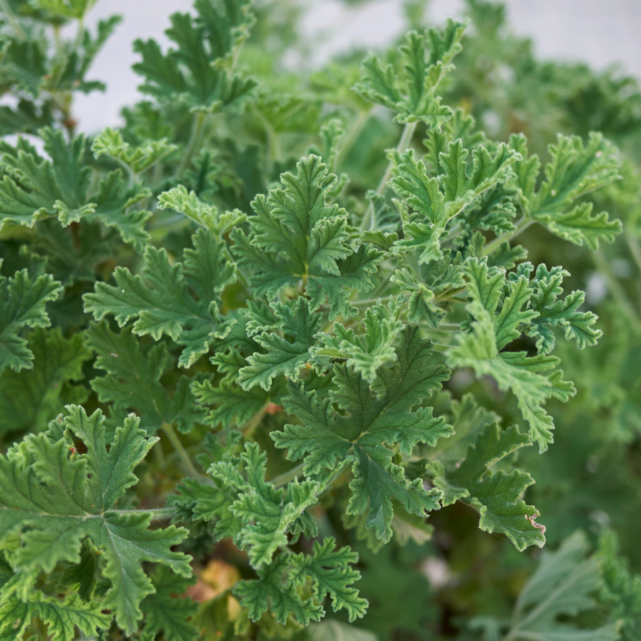 Geranium Leaves from plant used to make essential oils