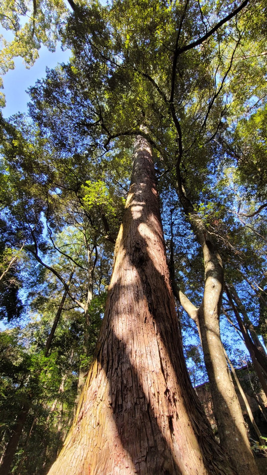 Sacred Shrine forest of the Sun Goddess, Amaterasu-Omikami