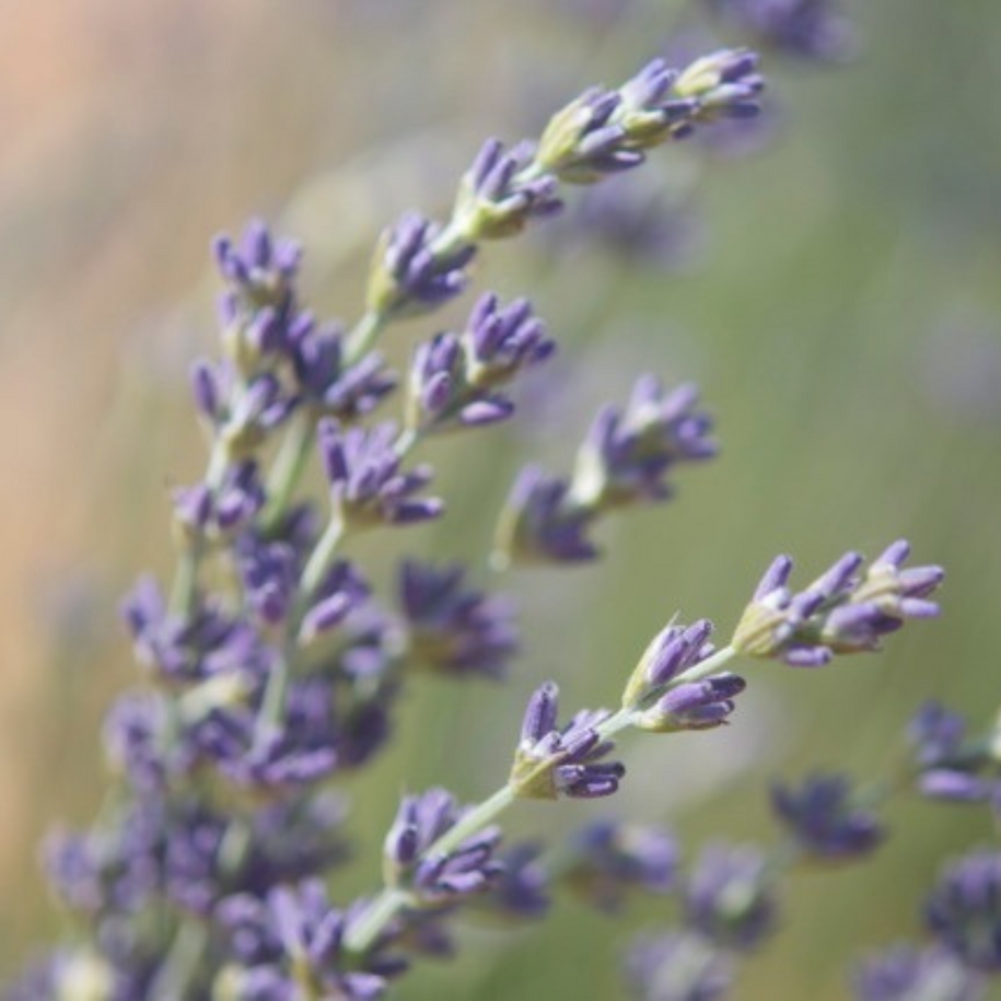 Wild Alpine Lavender