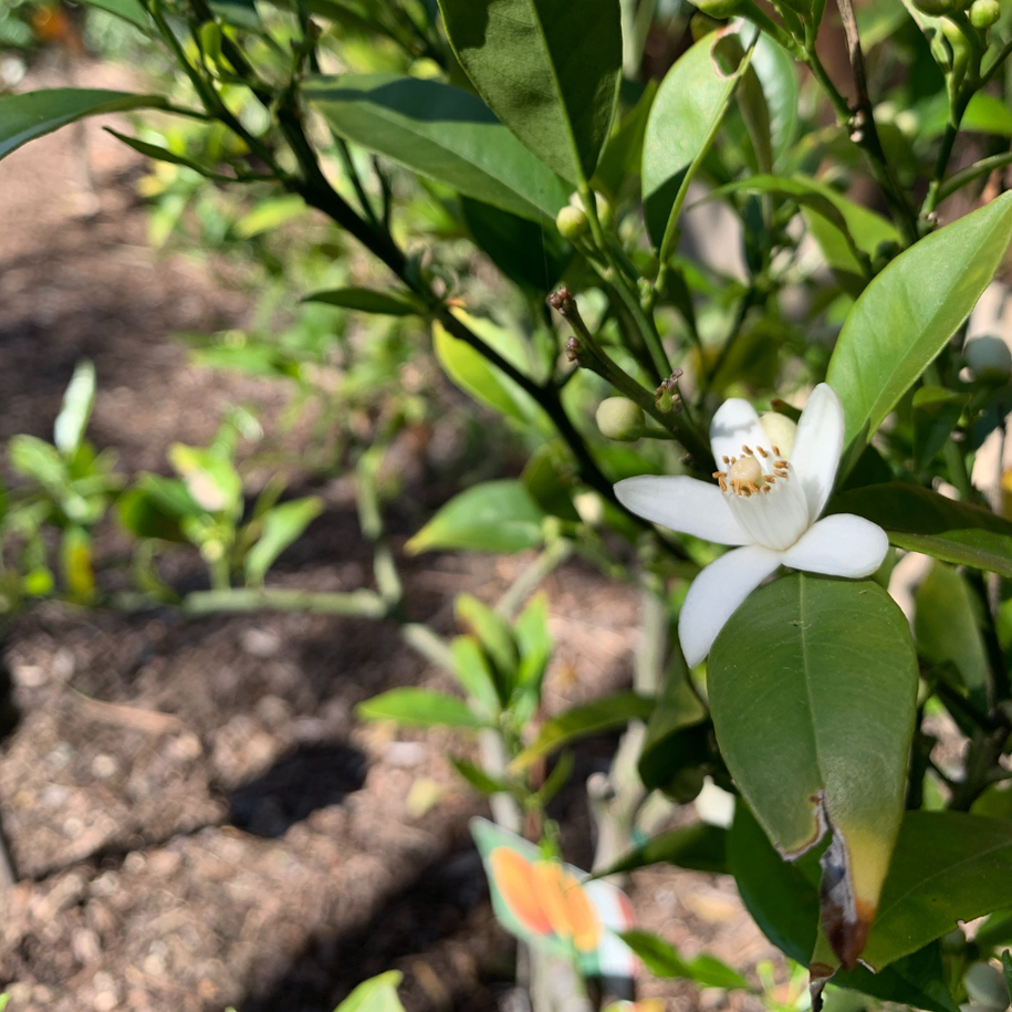 Neroli Essential Oil, Organic, Egypt