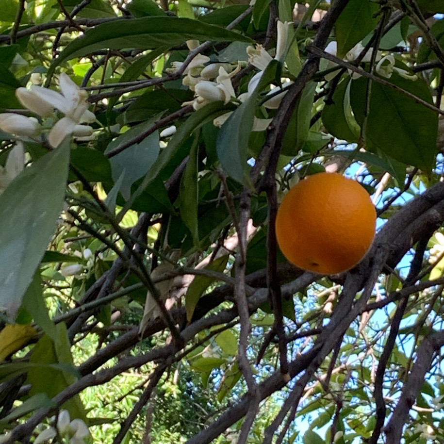 Wild orange fruit plant used to make essential oil