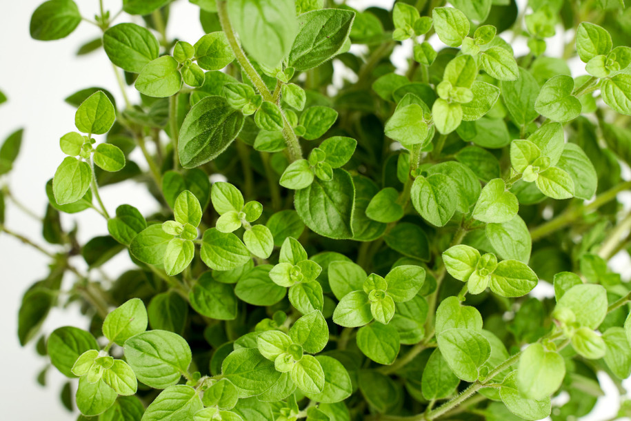 Oregano