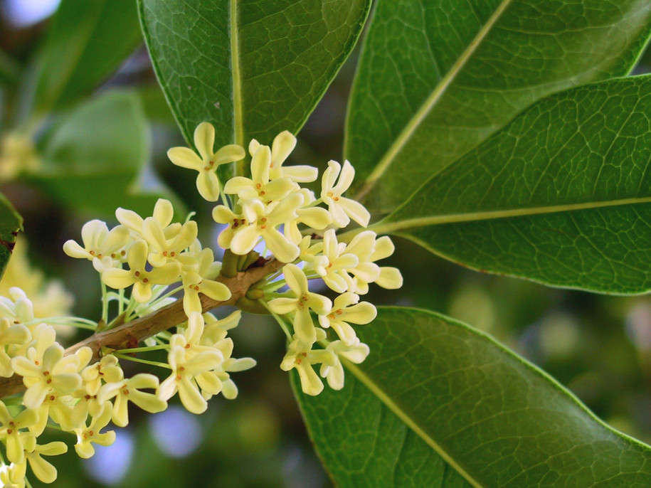 Osmanthus Absolute Essential Oil