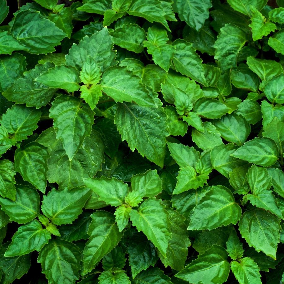 Patchouli plant used to make Enfleurage essential oil