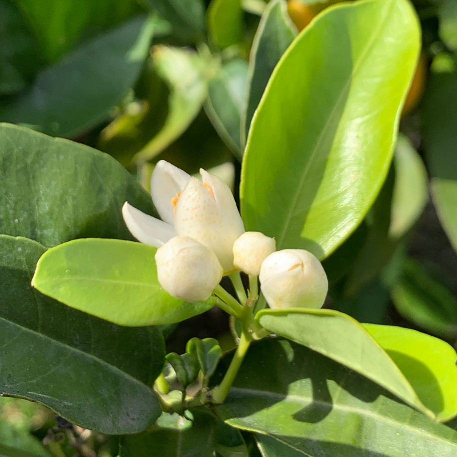 Orange flowers and leaves