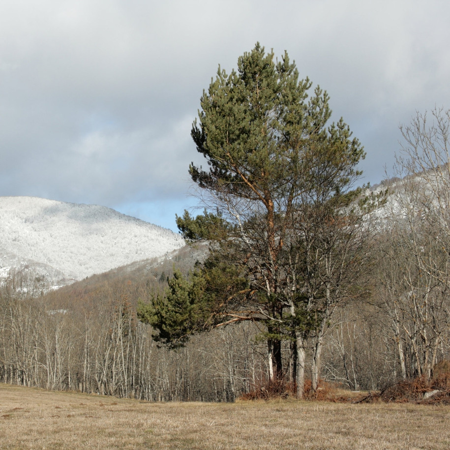 Scots pine tree used to make essential oil