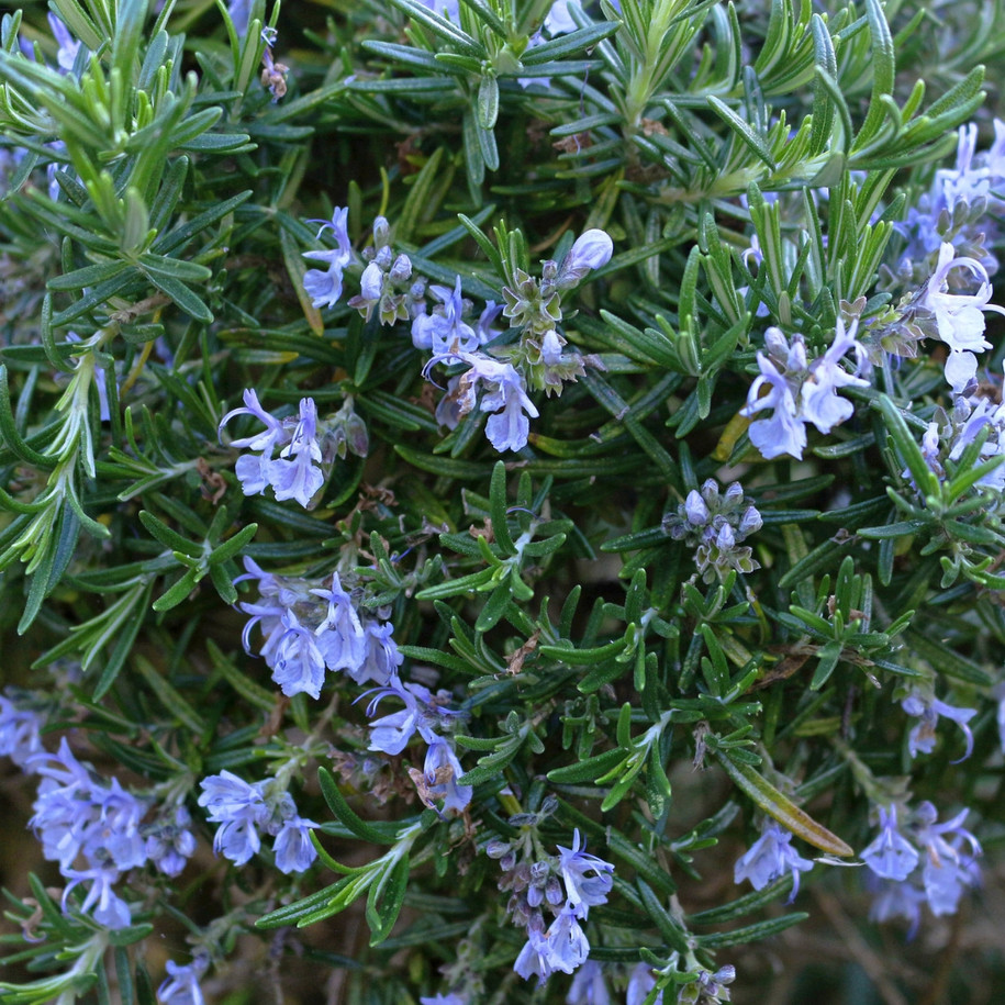 Rosemary with flowers to make rosemary camphor essential oil