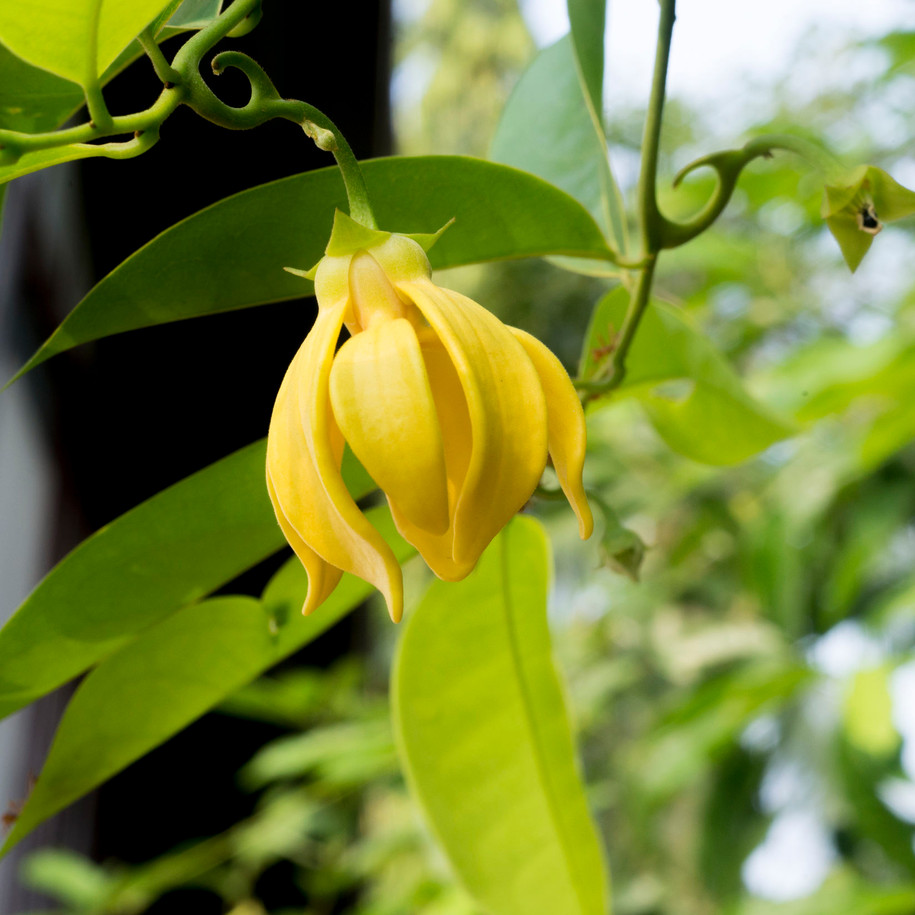 Ylang Ylang Extra