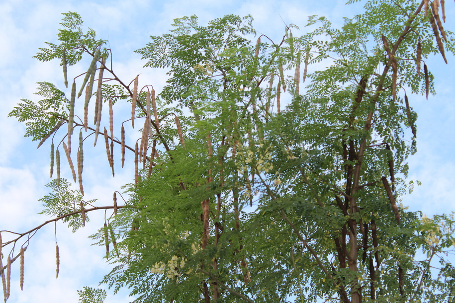 Moringa seed