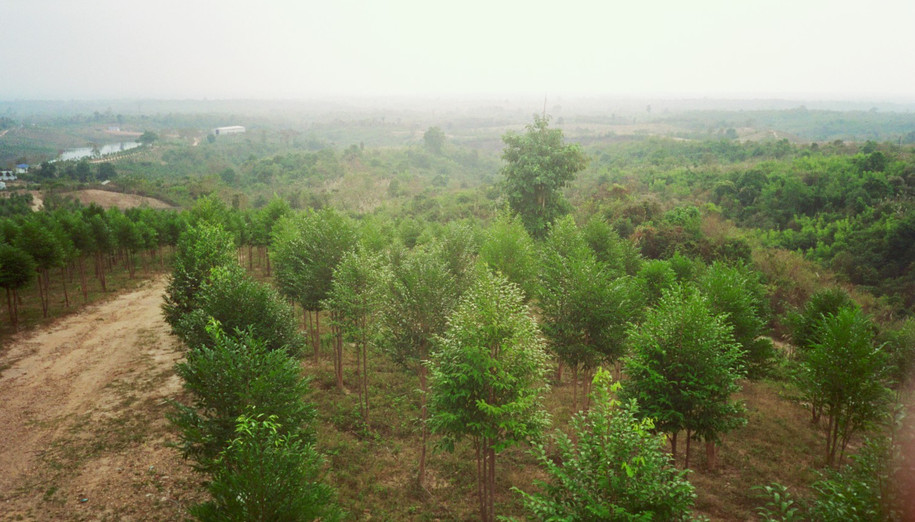 One of many agarwood plantations in Laos in 2002-2004
