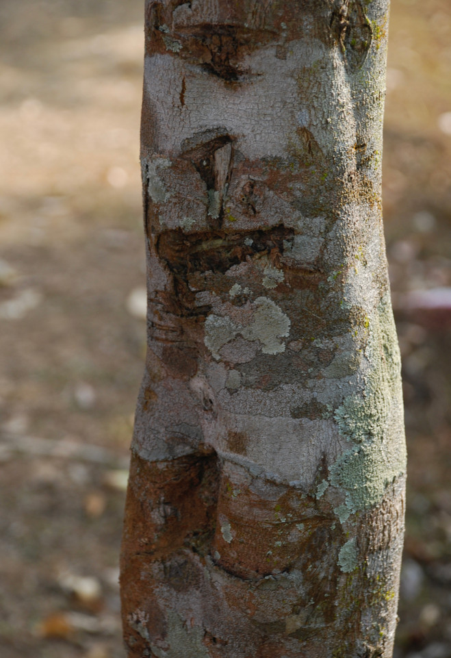 Lots of resin inside this farmed tree in Assam--see the bulge