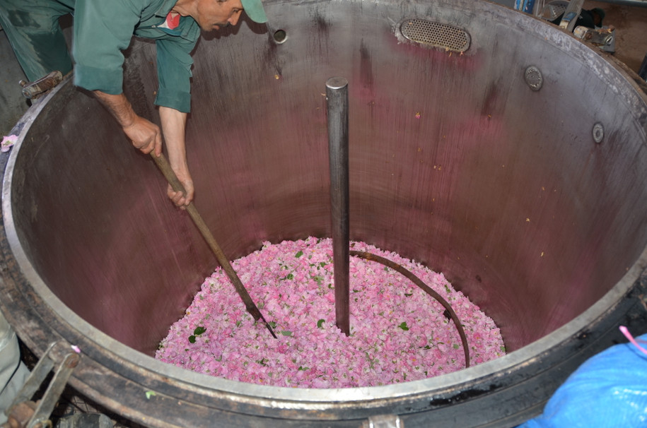 Rose Damask Absolute, Morocco
