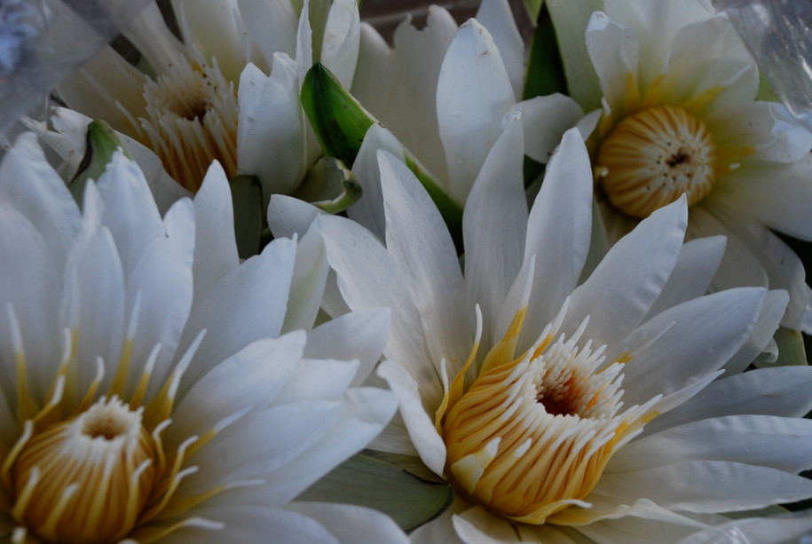 Lotus Absolute, White, India