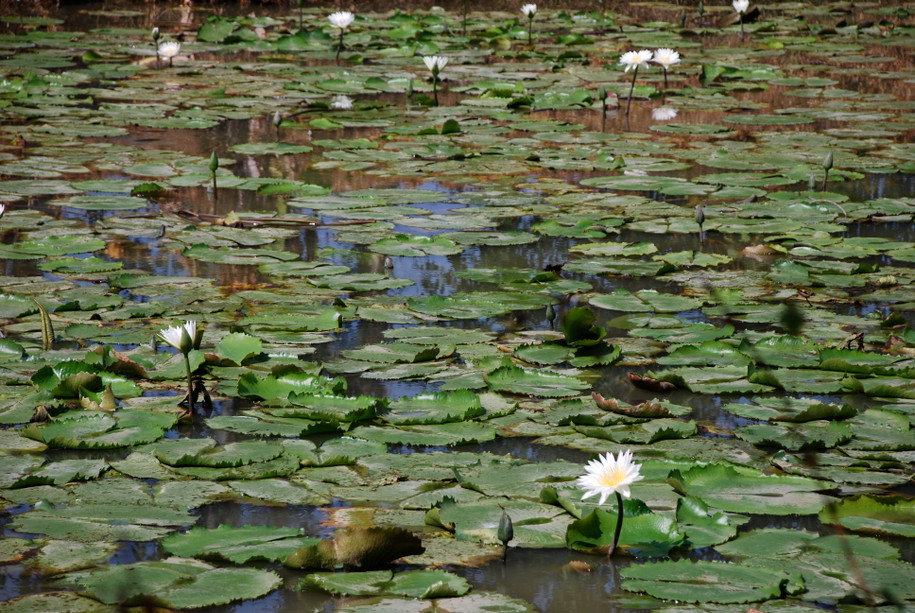 Lotus Absolute, White, India