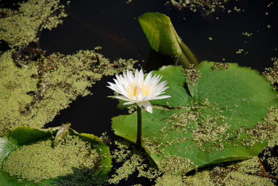 Lotus Absolute, White, India