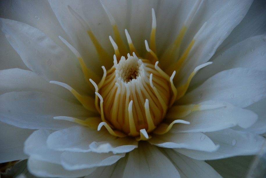 Lotus Absolute, White, India