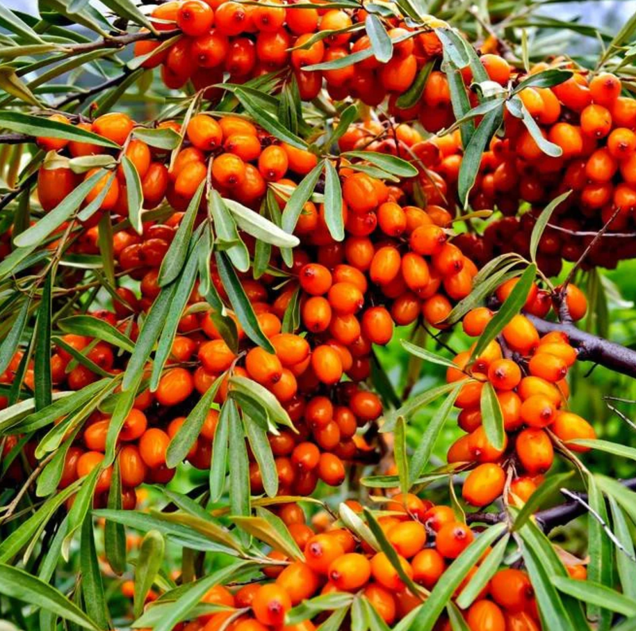 Enfleurage Sea Buckthorn Essential Oil