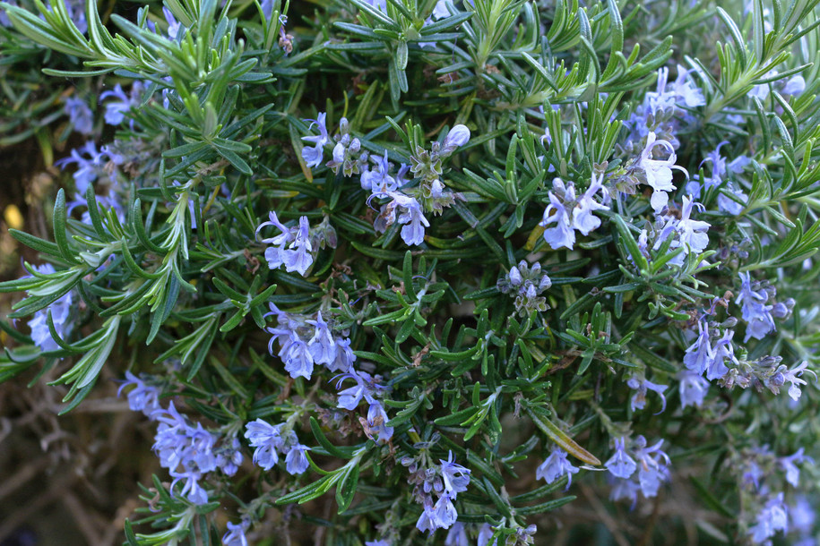 Rosemary  Water