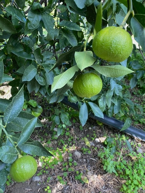 Bergamot FCF Essential Oil, Organic, Italy