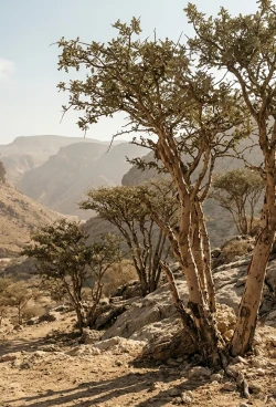 A Deep Connection to Frankincense