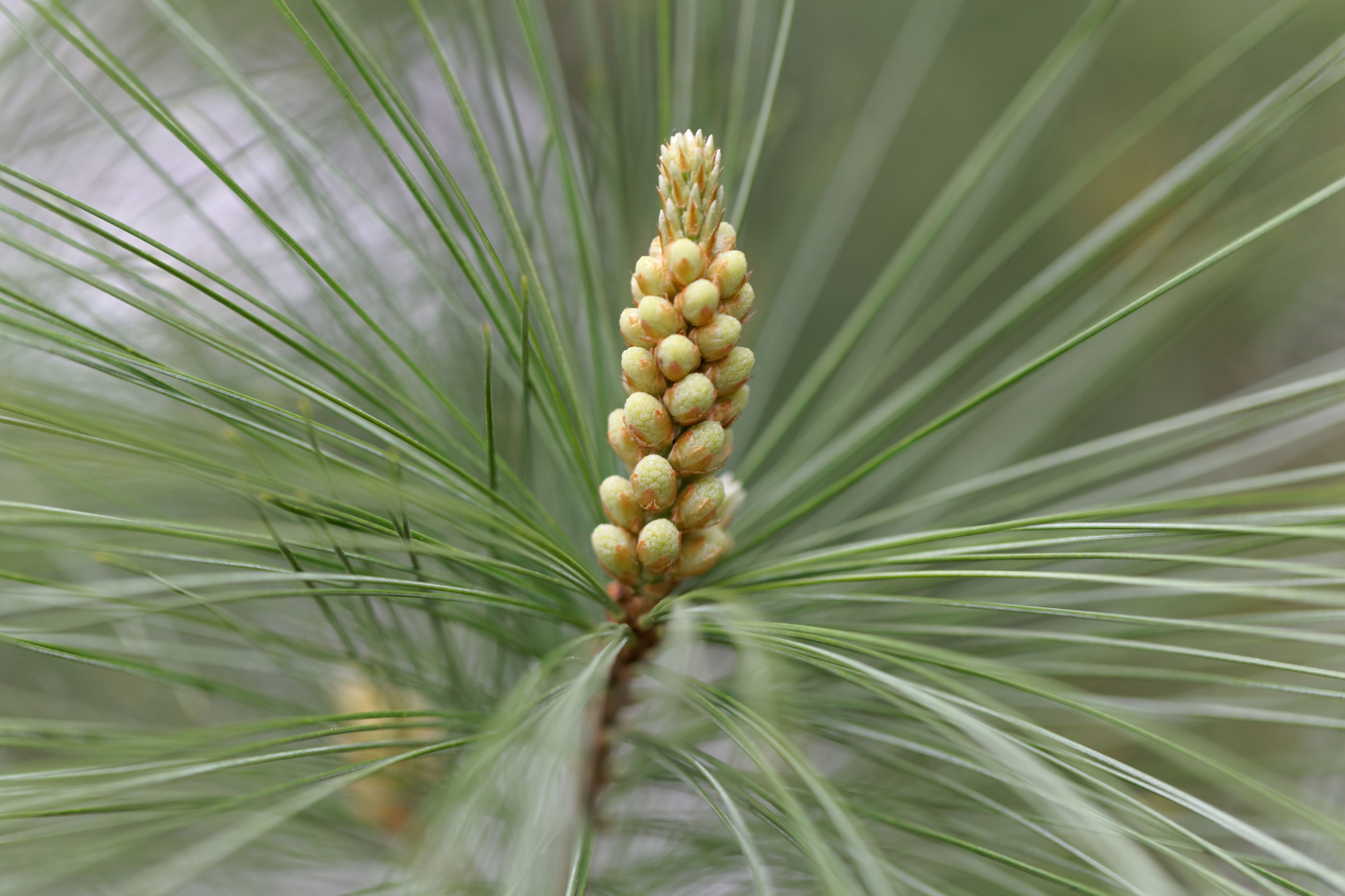 White Pine Cone and Tassel, Maine Wiki