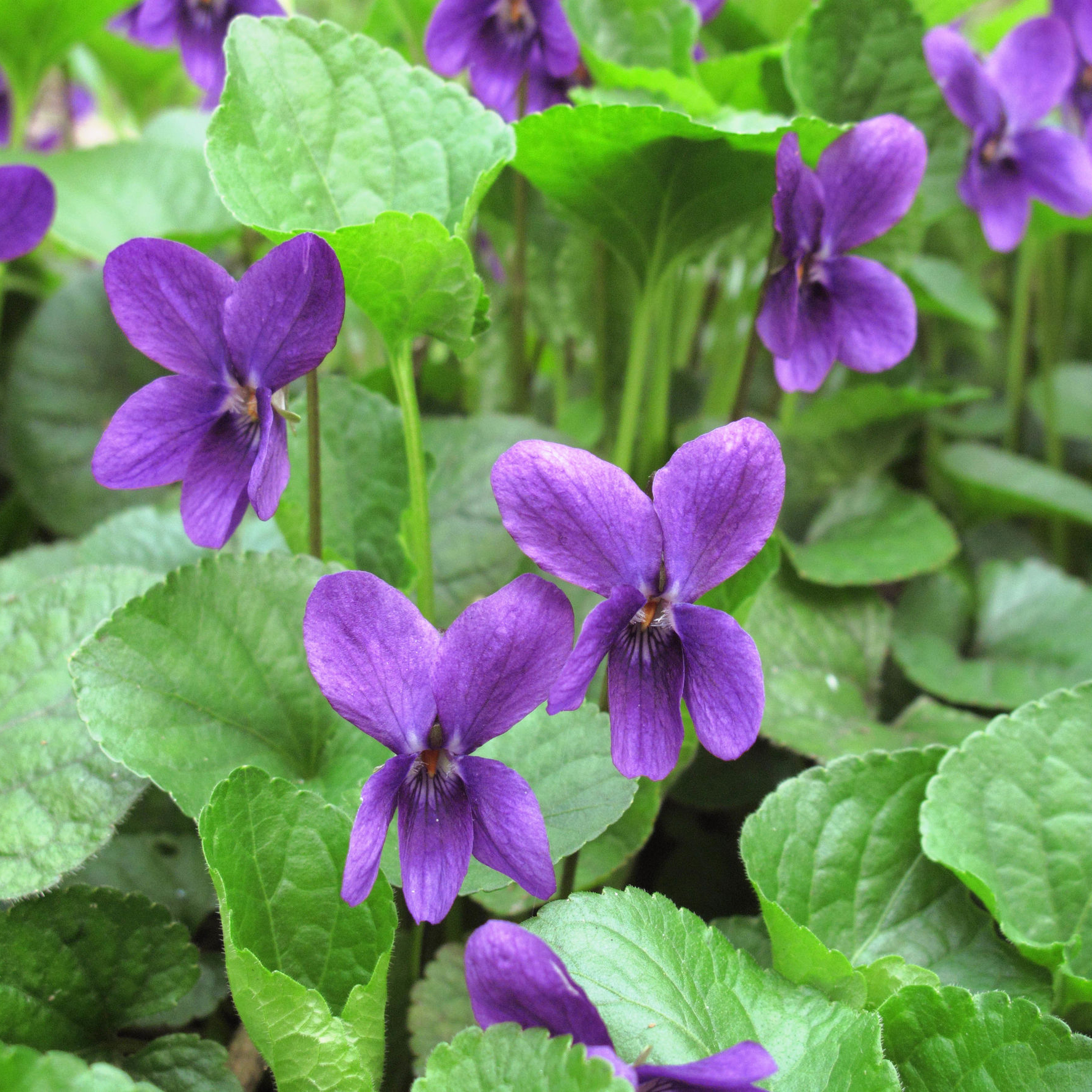 Violet Leaf Absolute Oil (Viola Odorata) – HIGH ALTITUDE COSMECEUTICALS™