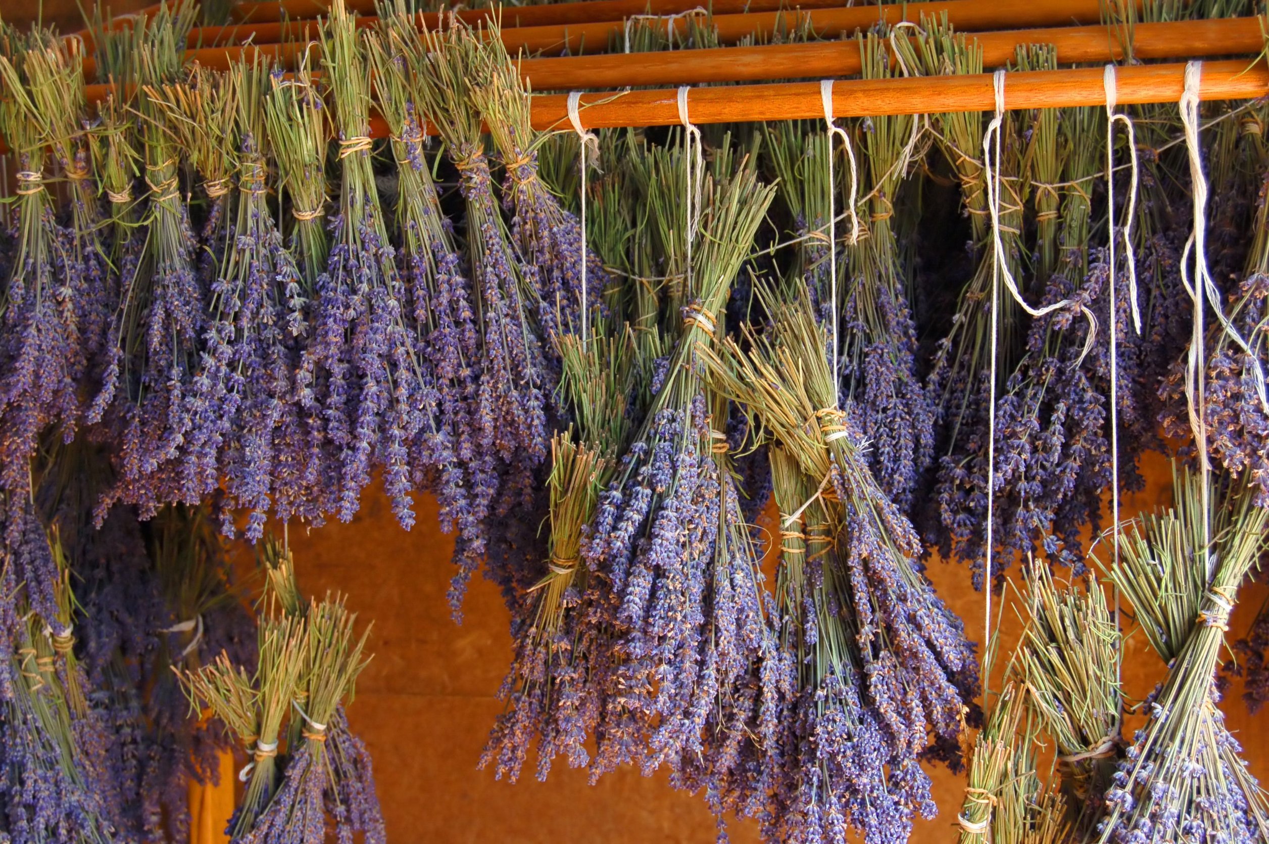 Enfleurage Lavenders and Their Close Relatives - Enfleurage, Inc