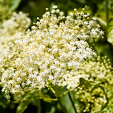 Elderberry vs. Elderflower: What’s The Difference?