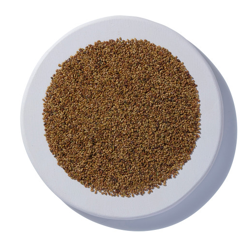 Alfalfa Sprouting Seeds Organic on a white plate