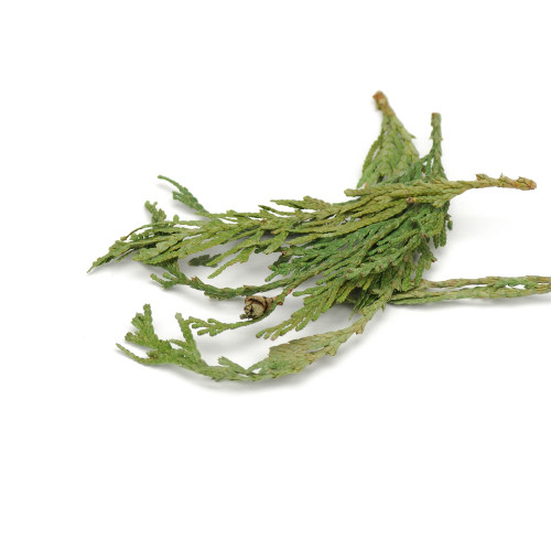 Cedar Tips Western Red Wildcrafted in a small pile