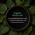 Organic Nettle Leaf cut and sifted surrounded by fresh nettle leaves with text reading "Organic Nettle Leaf. Cut and sifted nettle leaf with a rich green appearance and herbaceous character."