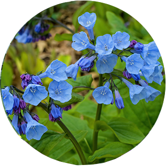 Bluebell