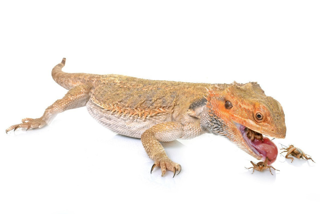 bearded dragon eating a cricket