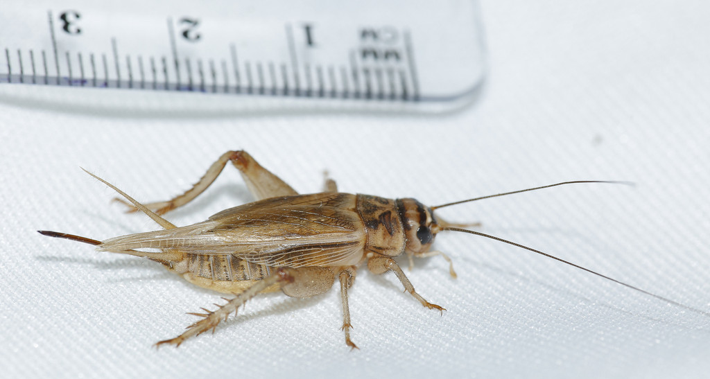 Popular Pack 400 Large Crickets Bio Supplies