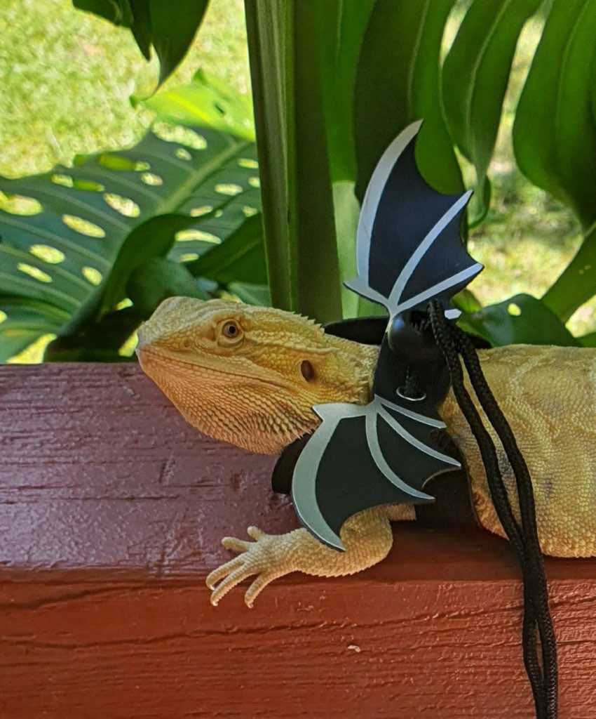 lizard harness and lead