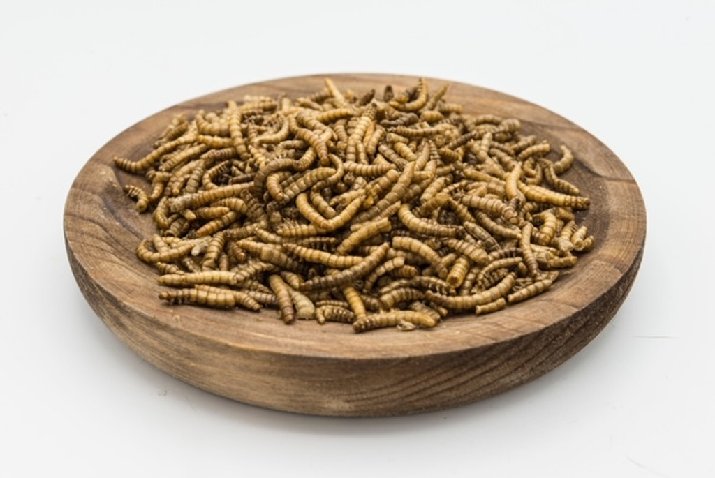 Dried mealworms 100gms
Chook lizard bird fish turtle food
