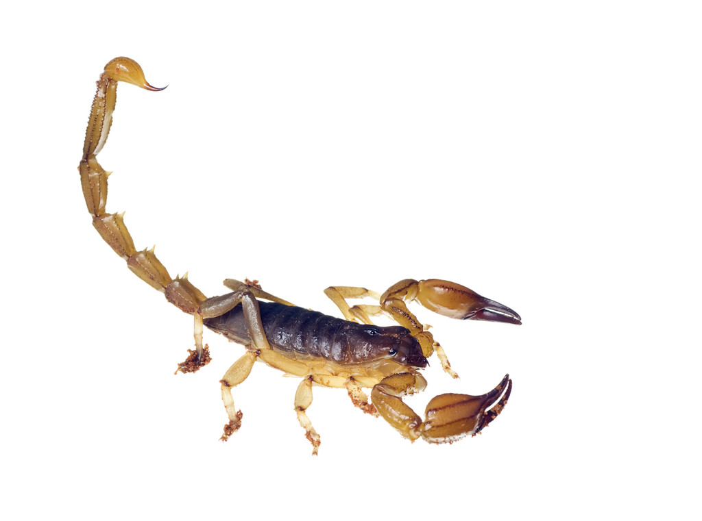 Scorpion - Flinders Ranges Urodacus Elongatus